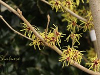 Hamamelis Sunburst 2015 02 07 3238